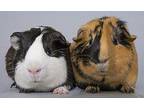 Oreo And Chipchip, Guinea Pig For Adoption In Chicago, Illinois
