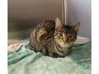 Finkle, Domestic Shorthair For Adoption In Toms River, New Jersey