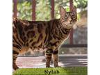 Nylah, Bengal For Adoption In Davis, California