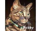 Bobby, Bengal For Adoption In Davis, California