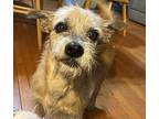 Scruffy, Terrier (unknown Type, Small) For Adoption In Elwood, Illinois