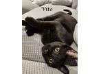 Vito, Domestic Shorthair For Adoption In Monrovia, California