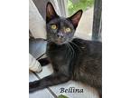 Bellina, Domestic Shorthair For Adoption In Monrovia, California