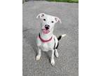 Ghost, American Pit Bull Terrier For Adoption In Augusta, Maine
