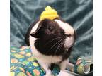 Boysenberry, Guinea Pig For Adoption In Forked River, New Jersey