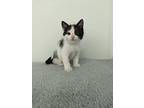 Patch, Domestic Shorthair For Adoption In Kalamazoo, Michigan