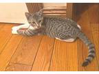 Mikey, Domestic Shorthair For Adoption In Manahawkin, New Jersey