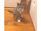 Ruckus, Domestic Shorthair For Adoption In Manahawkin, New Jersey