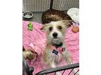 Gypsy, Terrier (unknown Type, Small) For Adoption In Las Vegas, Nevada