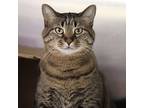 Rory -- Bonded Buddy With Toby, Domestic Shorthair For Adoption In Des Moines
