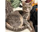 Storm, Domestic Shorthair For Adoption In Des Moines, Iowa