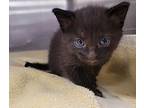 Bitty Baby, Domestic Shorthair For Adoption In Houston, Texas