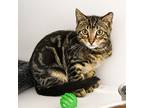 Bellamy, Domestic Shorthair For Adoption In W. Windsor, New Jersey