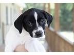 Domino, Terrier (unknown Type, Medium) For Adoption In Slidell, Louisiana