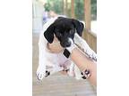 Oreo, Terrier (unknown Type, Medium) For Adoption In Slidell, Louisiana