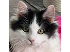 Hank, Domestic Longhair For Adoption In Crystal Lake, Illinois