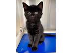 Wittle Baby, Domestic Shorthair For Adoption In Fort Myers, Florida