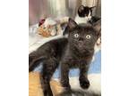Miss Inky Velour, Domestic Shorthair For Adoption In Fort Myers, Florida