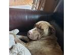 Bryn, American Pit Bull Terrier For Adoption In Rosemount, Minnesota