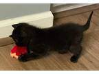 August, Domestic Shorthair For Adoption In Howell, Michigan