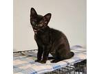 Princess, Domestic Shorthair For Adoption In Mansfield, Texas