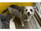 Chloe, Terrier (unknown Type, Small) For Adoption In Beverly Hills, California