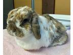 Rolo, Lop, Holland For Adoption In Monterey, California