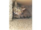 Billy, Domestic Shorthair For Adoption In Monterey, California