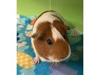Fritz, Guinea Pig For Adoption In Milpitas, California