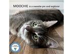 Moochie, Domestic Shorthair For Adoption In Cincinnati, Ohio