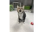 Evelyn, Domestic Shorthair For Adoption In Oakland, New Jersey