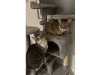 Tiffy And Taffy, Domestic Shorthair For Adoption In Sunnyvale, California