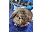 Earl Grey (mcas), Lop, English For Adoption In Troutdale, Oregon