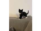 Sweet Pea, Domestic Shorthair For Adoption In Middle Village, New York