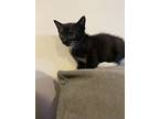 Precious, Domestic Shorthair For Adoption In Middle Village, New York