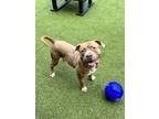 Pinecone, American Pit Bull Terrier For Adoption In Fishers, Indiana