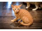 Fireball, Domestic Shorthair For Adoption In New Orleans, Louisiana