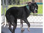 Coal, American Staffordshire Terrier For Adoption In Marietta, Ohio