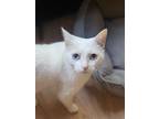 Mellow, Domestic Shorthair For Adoption In Sterling Heights, Michigan
