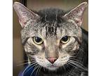 Tiger, Domestic Shorthair For Adoption In New York, New York