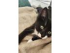Tom, Domestic Shorthair For Adoption In Duncan, British Columbia