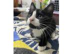 Corky, Domestic Shorthair For Adoption In Duncan, British Columbia