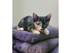 Mixie, Domestic Shorthair For Adoption In Spring, Texas