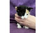 Kylie, Domestic Shorthair For Adoption In Spring, Texas