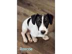 Roscoe, Jack Russell Terrier For Adoption In Bear, Delaware