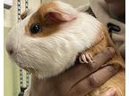 Biscuit, Guinea Pig For Adoption In New York, New York