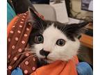 Magician, Domestic Shorthair For Adoption In New York, New York