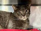 Symphony, Domestic Shorthair For Adoption In New York, New York