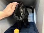 Baby Kenny, Domestic Shorthair For Adoption In New York, New York