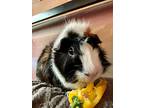Hawthorne, Guinea Pig For Adoption In Faribault, Minnesota